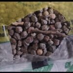 WhatsApp Image 2024-10-19 at 07.31.19